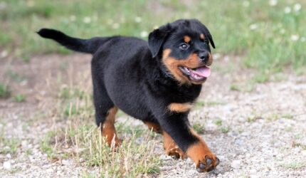 Marketing Strategy for Vancamp Haus of Rottweiler