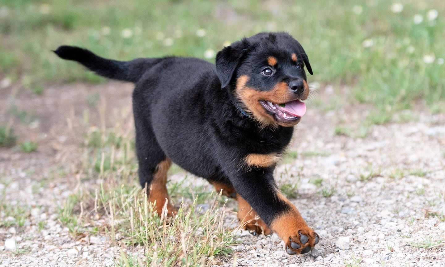 Marketing Strategy for Vancamp Haus of Rottweiler